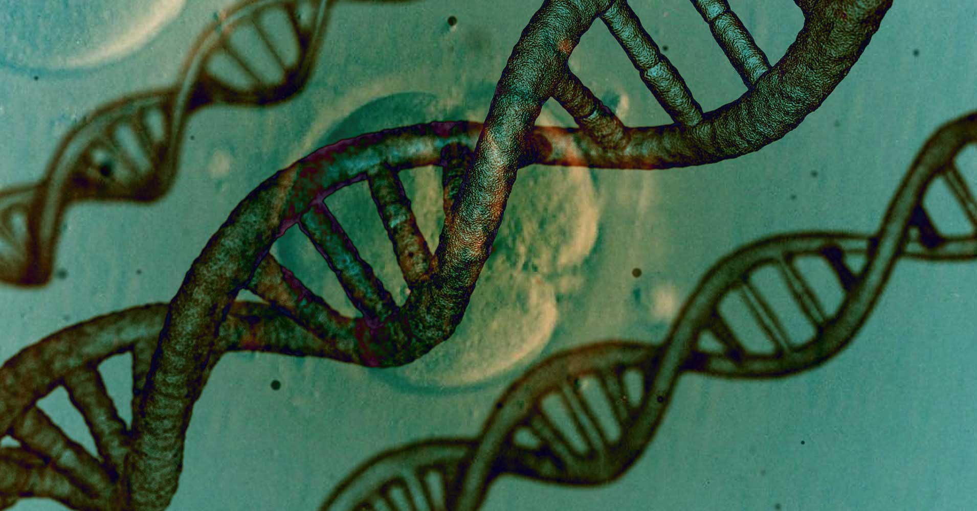human embryo