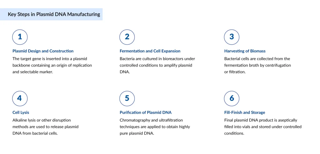 Key-Steps-in-Plasmid-DNA-Manufacturing