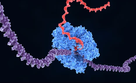 sirna-vs-antisense-oligonucleotides