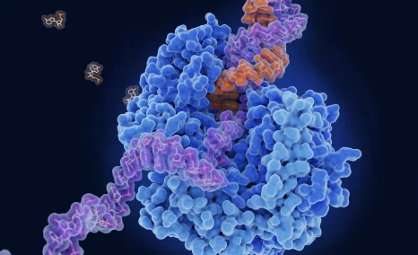 sirna-vs-antisense-oligonucleotides